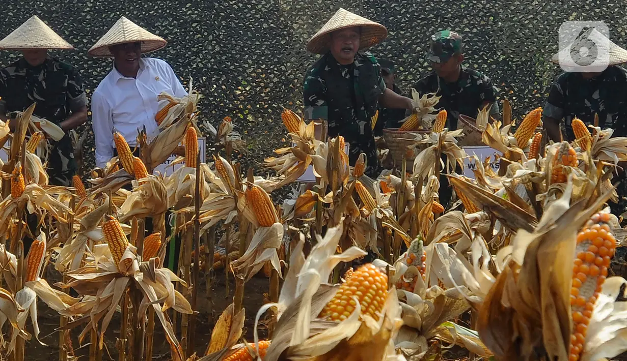 Menteri Pertanian (Mentan) Andi Amran Sulaiman bersama Kepala Staf Angkatan Darat (Kasad) Jenderal TNI Maruli Simanjuntak memanen jagung hibrida di kawasan Ciletuh, Sukabumi, Jawa Barat, Selasa (4/6/2024). (merdeka.com/Arie Basuki)