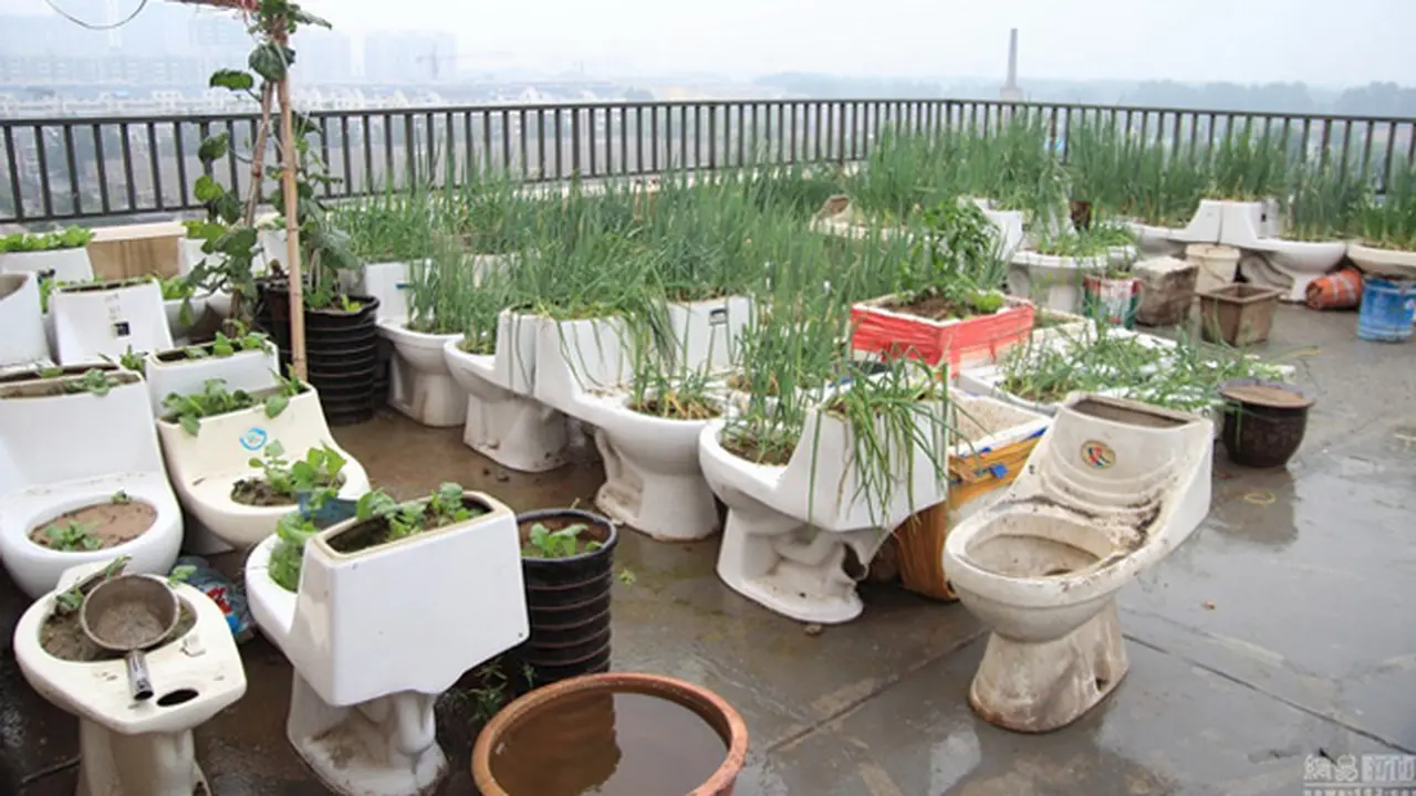 Menjijikan Pria China Buat Kebun Sayuran di Toilet Bekas