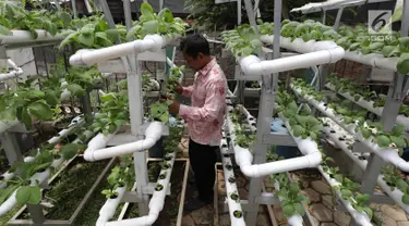 Warga melakukan perawatan tanaman hidroponik di kawasan Mangga Besar, Jakarta, Selasa (13/11). Warga sekitar memanfaatkan lahan alternatif untuk bercocok tanam sayur mayur. (Liputan6.com/Johan Tallo)