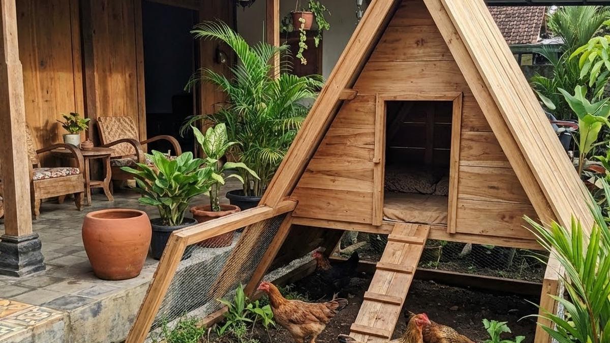 Cara Ternak Ayam Kate untuk Pemula agar Cepat Berkembang dan Menguntungkan