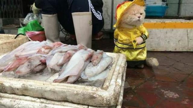 9 Potret Menggemaskan Dog Kucing Pintar Yang Bantu Majikan Jualan