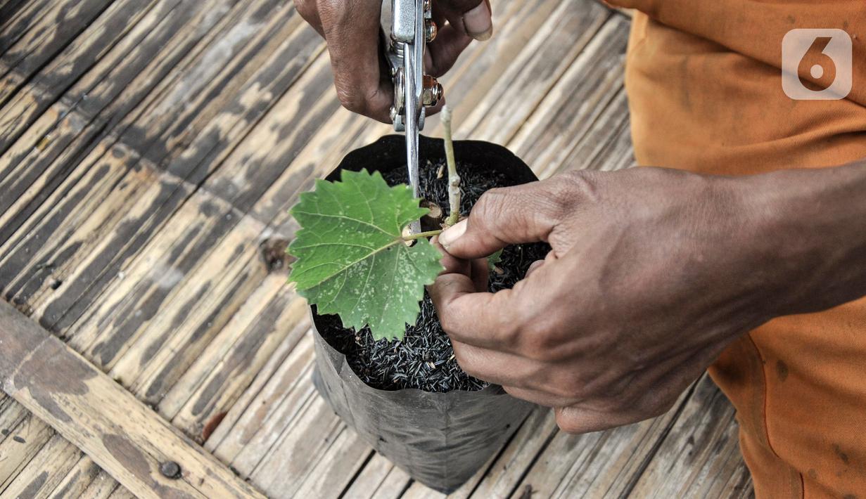 Wagiman (40), petugas Penanganan Prasarana dan Sarana Umum (PPSU) Kelurahan Pondok Kopi melakukan perawatan bibit pohon anggur di kawasan Rawa Jaya, Kecamatan Duren Sawit, Jakarta Timur, Senin (6/6/2022). Wagiman bersama rekan PPSU Kelurahan Pondok Kopi menyulap lahan seluas 300 meter persegi yang sebelumnya tempat pembuangan sampah liar menjadi kebun anggur. (merdeka.com/Iqbal S. Nugroho)
