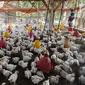 Peternak memberikan makan pada ayam pedaging broiler di kawasan Cipelang, Bogor, Jawa Barat, Selasa (24/7). Harga daging ayam naik mencapi angka Rp 50 ribu per kilogram. (Merdeka.com/Arie Basuki)