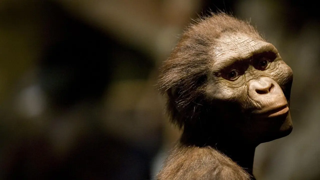 Siapa Lucy Si Australopithecus dan Mengapa Obama Menyentuhnya?