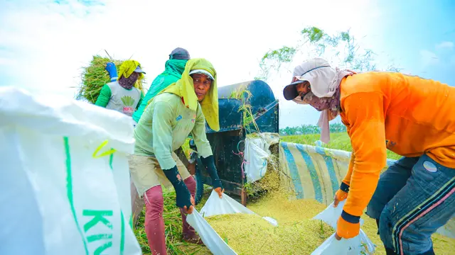 Petani panen padi