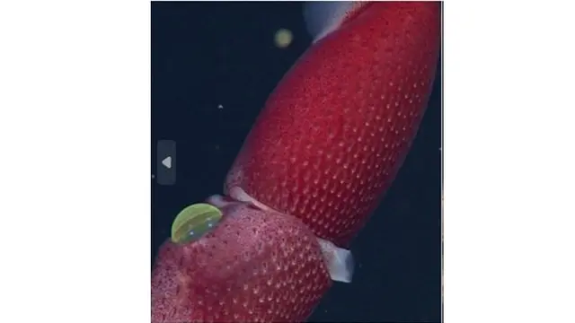 Fakta Unik Spesies Cumi Strawberry, Si Cantik Berbintik yang Pandai Menyamar