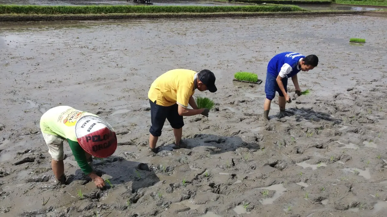 Strategi Kementan Hadapi Masalah Pangan dan Produksi Saat New Normal