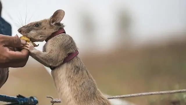 Selamatkan Ribuan Jiwa, Tikus Ini Diberi Penghargaan