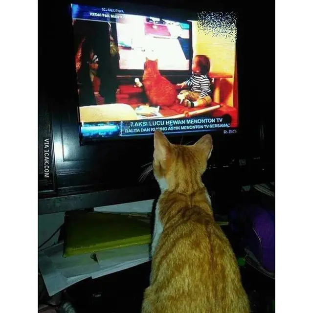 6 Tingkah Kucing Anteng Nonton TV Ini Lucu, Terlihat Menghayati