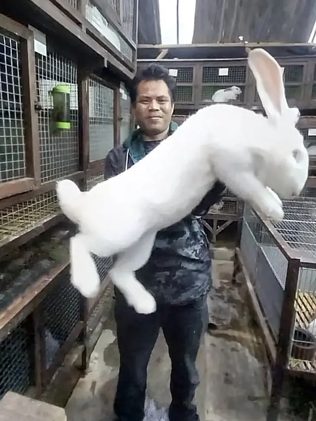 6 Potret Kelinci Raksasa Jenis Flemish, Ukuran Tubuh Bisa Sebesar Manusia