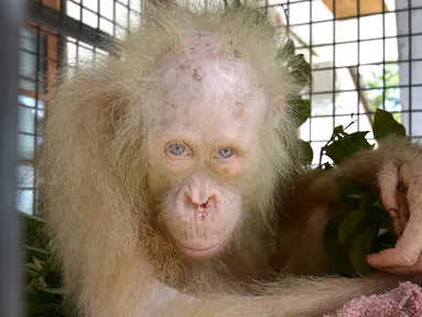 Seekor Orangutan albino ditemukan penduduk di Desa Tanggirang telah menyita perhatian media internasional, Kapuas, Kalimantan Tengah, Minggu (30/4). (AP/Indrayana/BOSF)