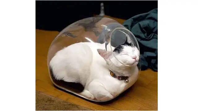 10 Potret Ini Buktikan Kucing Bisa Tidur di Mana Saja, Bikin Geleng Kepala