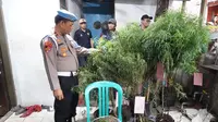 Sebuah Rumah di Cengkareng Disulap Jadi Tempat Budidaya Tanaman Ganja