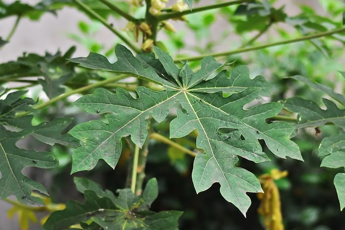 Daun pepaya di pohon sebelum dipetik