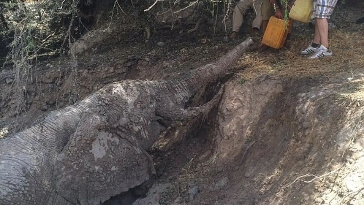 Momen Dramatis Penyelamatan Gajah Terjebak di Lumpur