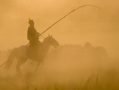Seorang penggembala menangkap kuda dengan laso dalam atraksi budaya di sebuah pusat pembiakan kuda di Wilayah Ujimqin Barat, Xilin Gol, Daerah Otonom Mongolia Dalam, China utara, pada 31 Juli 2020. (Xinhua/Lian Zhen)