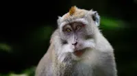 Monyet ekor panjang berkeliaran di Sacred Monkey Forest atau lebih dikenal Monkey Forest di Ubud, Bali pada 16 November 2018. Kawasan ini merupakan tempat tinggal dari ratusan kera bali yang dipelihara dan dijaga kelangsungan hidupnya. (GABRIEL BOUYS/AFP)