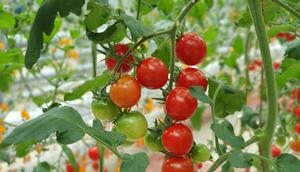 Ilustrasi menanam tomat. (Image by wirestock on Freepik)