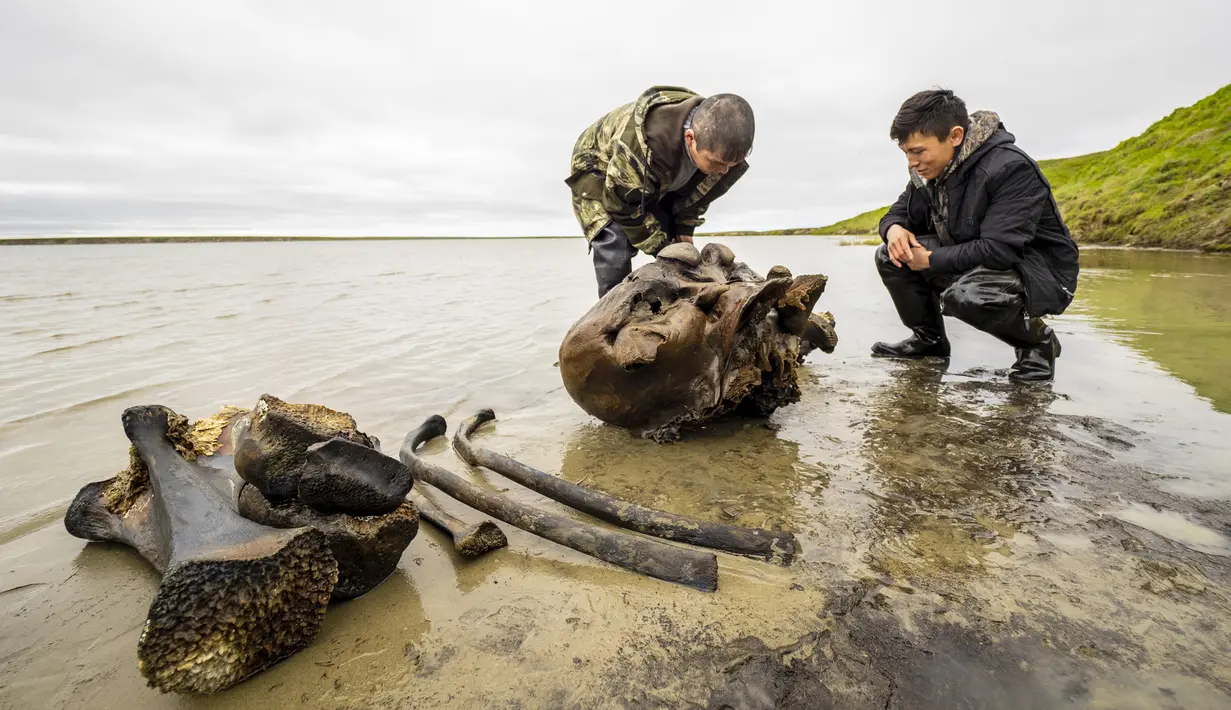 Sejumlah orang mengamati tulang mammoth di Danau Pechevalavato, Yamalo-Nenets, Rusia, Rabu (22/7/2020). Para ilmuwan berharap bisa mengambil seluruh kerangka hewan purba yang punah sekitar 10 ribu tahun lalu tersebut. (Artem Cheremisov/Governor of Yamalo-Nenets region of Russia Press Office via AP)