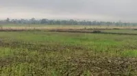Kementan Optimis Produksi Padi Terjaga Saat Musim Kemarau
