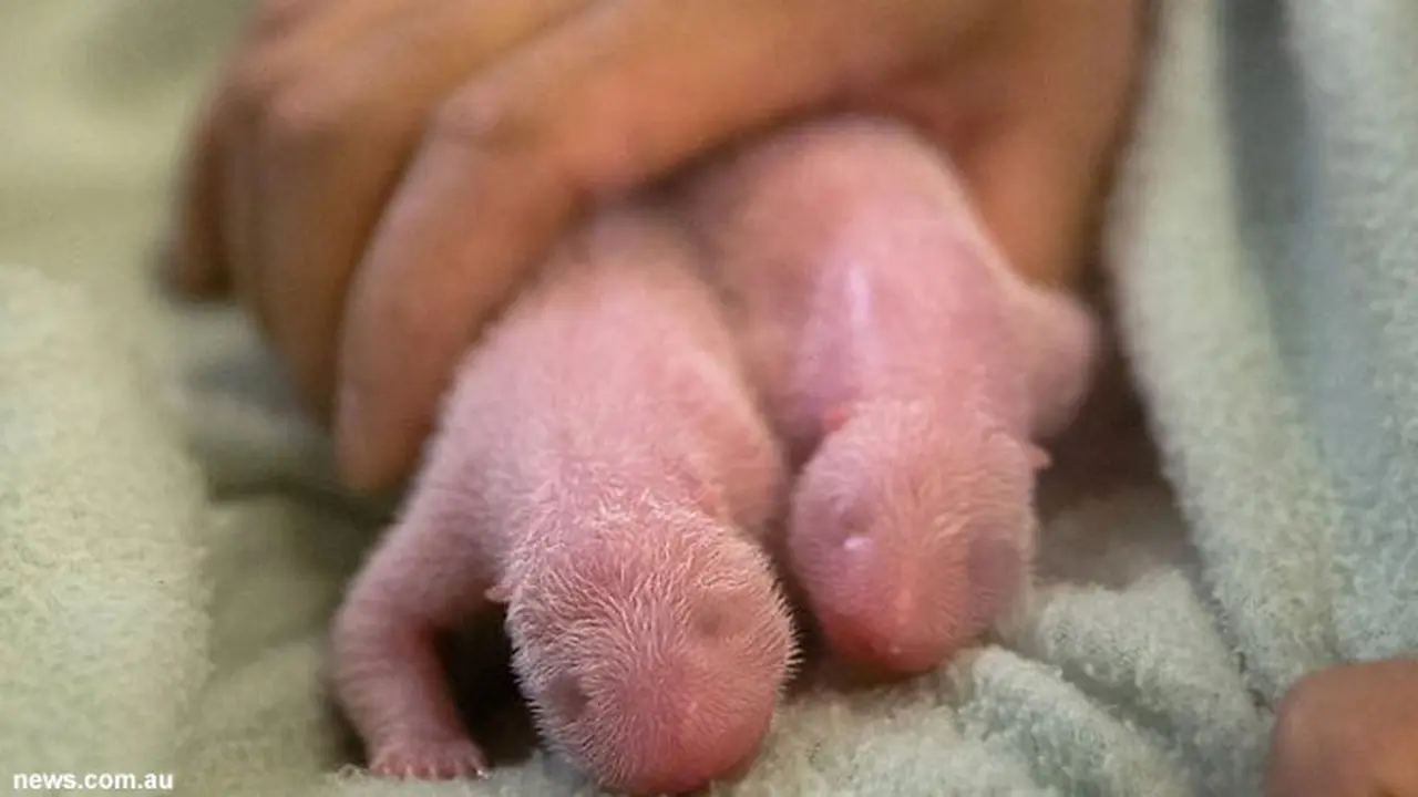 bayi-panda-130717a.jpg