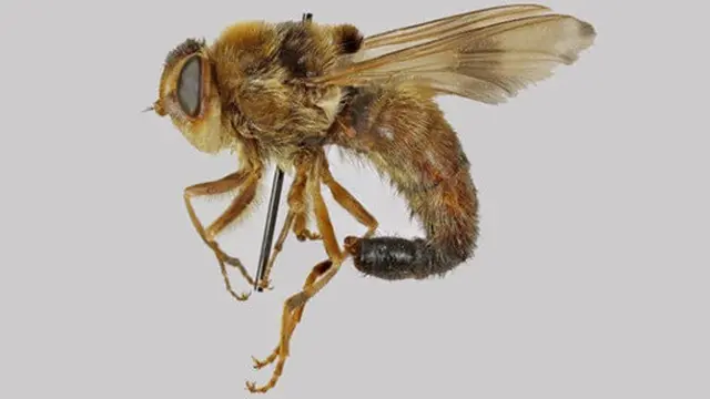 Bot Fly (Lalat Bot)