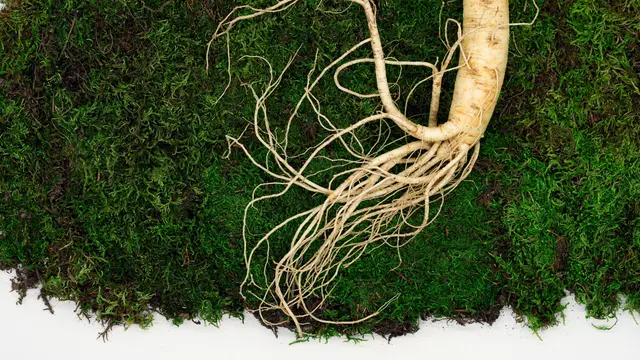 Seduhan Jahe Kayu Manis Pandan: Kombinasi Harum yang Menenangkan