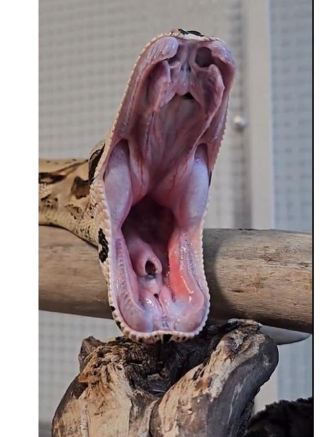 Potret Ular Menguap Ini Bak Manusia yang Tukang Tidur, Jadi Momen Langka