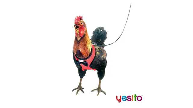 Perusahaan Ini Jual Barang Nyeleneh Untuk Ayam Alasannya Bikin Tepuk Jidat