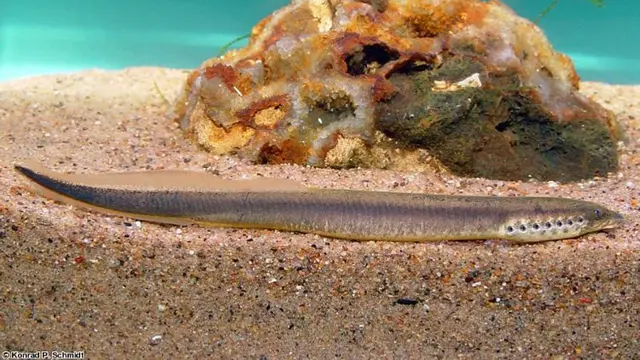 Lamprey Kuno