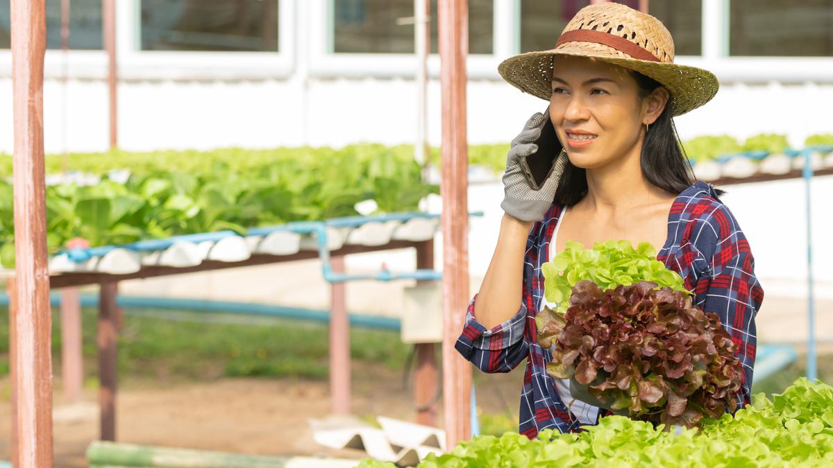 10 Tanaman Produktif untuk Kebun Mini Rumahan agar Belanja Dapur Lebih Hemat