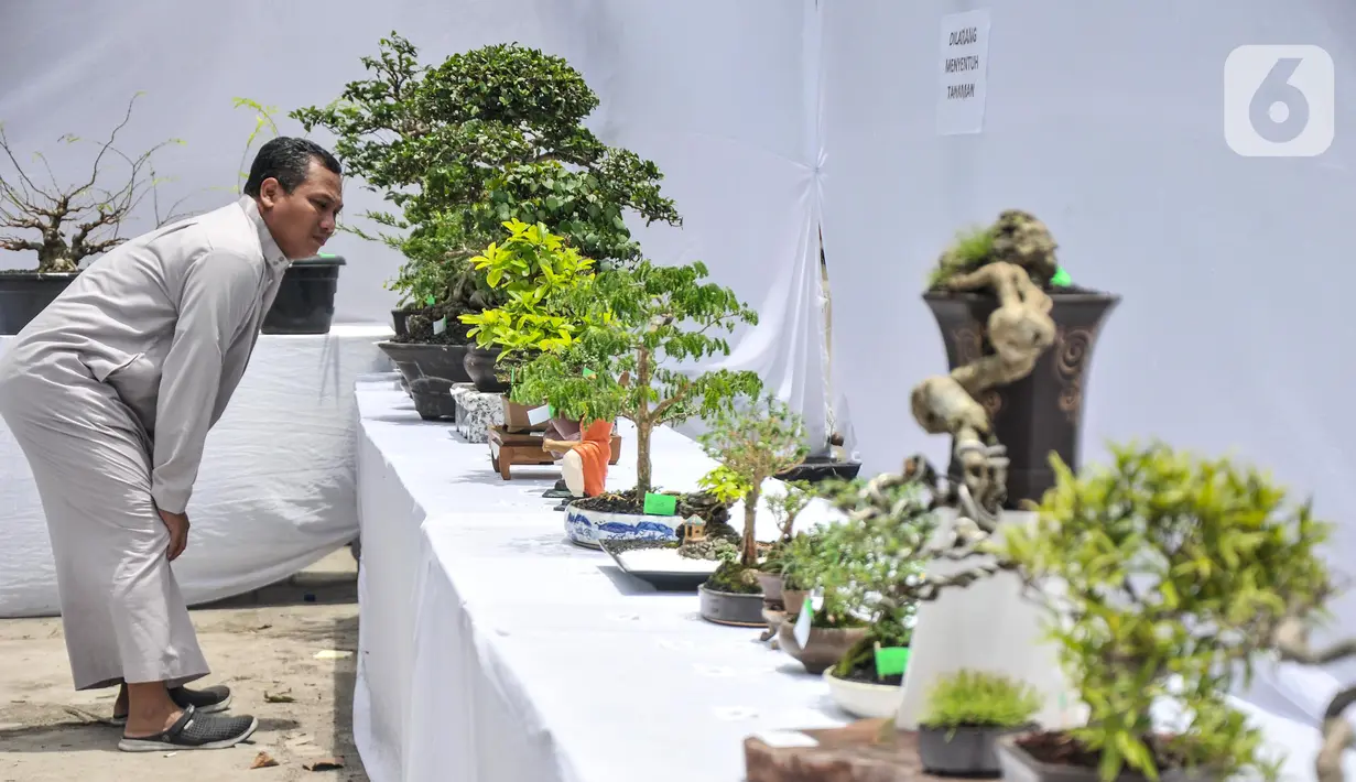 Pengunjung melihat koleksi pohon bonsai yang dipamerkan dalam acara Jengbreng BSC di kawasan Sawangan, Depok, Jawa Barat, Minggu (6/3/2022). Pameran tersebut menampilkan berbagai jenis pohon bonsai dengan harga Rp 500 ribu hingga Rp 10 juta. (merdeka.com/Iqbal S. Nugroho)