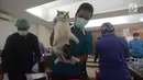 Petugas DKPKP pemprov DKI Jakarta bersiap mengebiri kucing di Kecamatan Duren Sawit, Jakarta, Rabu (28/3). Sebanyak 75 ekor kucing peliharaan mengikuti program kastrasi atau pengebirian. (Merdeka.com/Imam Buhori)