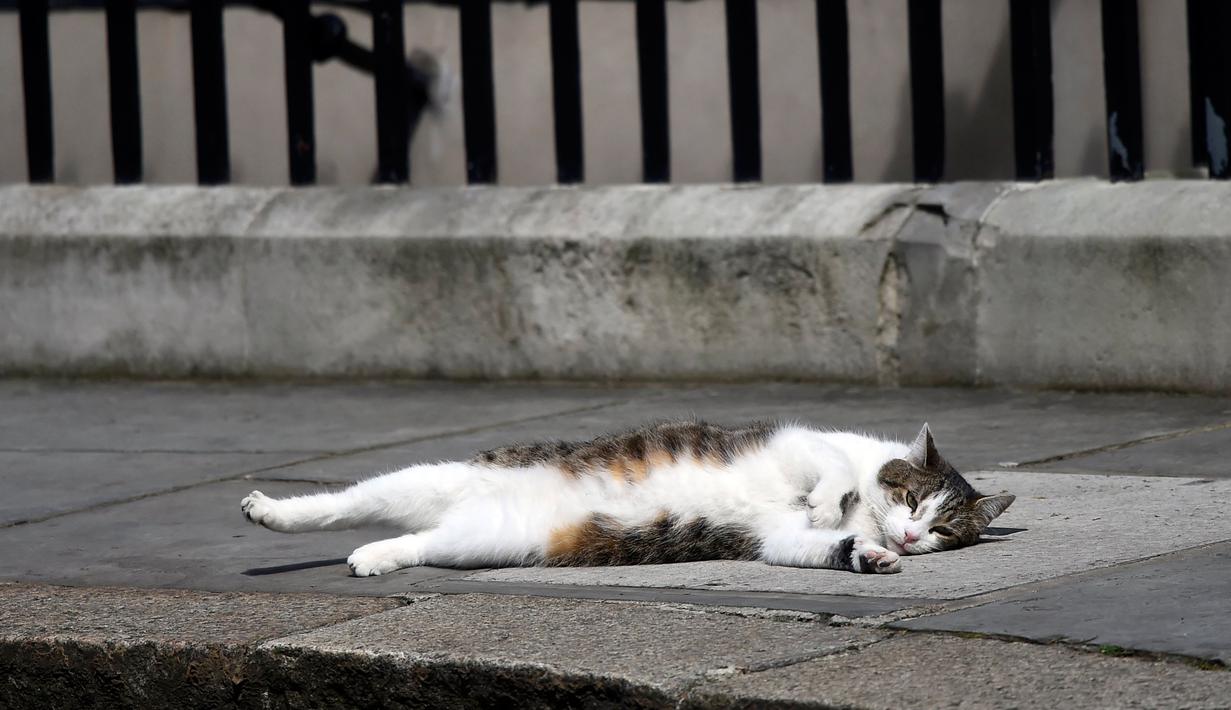 Larry, kucing berstatus PNS, sedang tiduran di trotoar depan kantor PM Inggris, Downing Street 10 di London, Rabu (13/7). Downing Street memang telah memiliki sejarah panjang dengan mengadopsi kucing pemburu tikus sejak 1920-an. (REUTERS/Toby Melville)