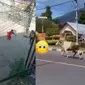 5 Video Viral Sapi Kurban Kabur Sebelum Disembelih, Bikin Heboh (sumber: Twitter/jongdeongieeee/pondoxchina)