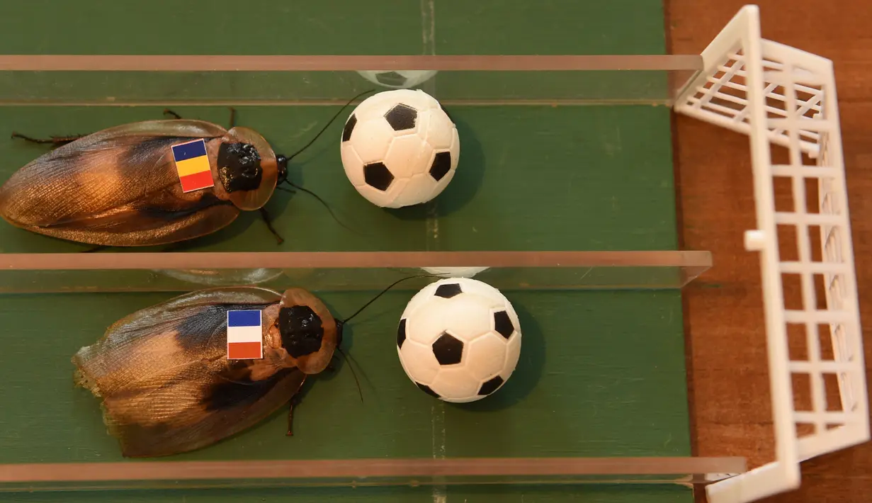 Kecoa yang ditempeli bendera Prancis dan Rumania saat meramal laga pembukaan Euro 2016 di Berlin, Jerman (10/6). Pelukis asal Rusia Nikolai Makarov melakukan prediksi Euro 2016 dengan menggunakan kecoa. (Christof Stache / AFP)