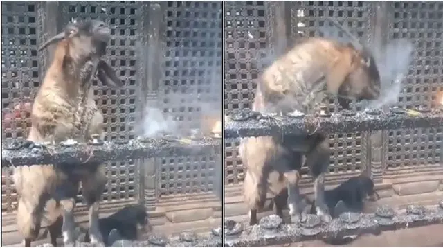 Seekor kambing di Nepal sedang menghirup asap dupa dan mengembuskannya. (sumber: X/@AMAZlNGNATURE)