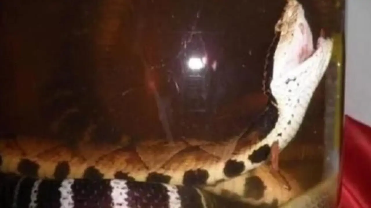 Masih Hidup Usai Direndam 1 Tahun, Pria Ini Dipatuk Saat Buka Toples Anggur Ular