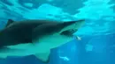 Tampak ekor hiu jantan jenis houndshark berusia lima tahun terlihat di mulut hiu jenis Sand Tiger, berusia 8 tahun yang berukuran 2,2 meter usai di serang dan dimakan di sebuah wahana akuarium di Seoul, Korsel, 29 Januari 2016. (COEX AQUARIUM/AFP)