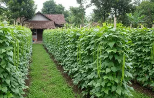 8 Ide Kebun Koro Pedang untuk Lahan Menganggur, Solusi Hemat Ruang dan Panen Maksimal