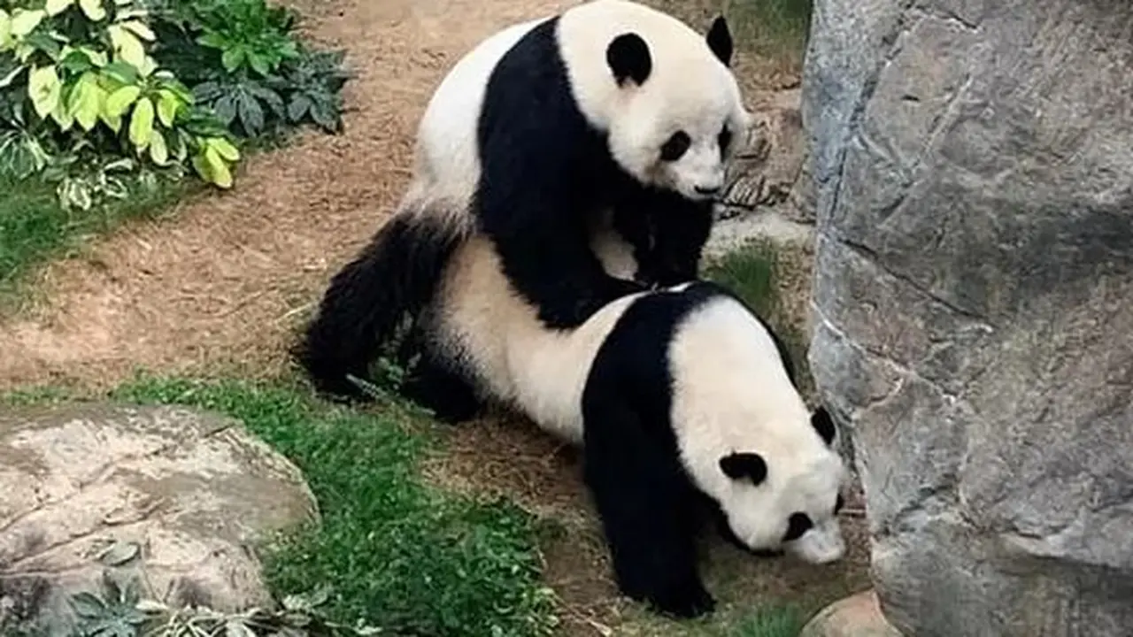 Pertama Sejak 10 Tahun, Panda di Kebun Binatang Hong Kong Berhasil Kawin Secara Alami