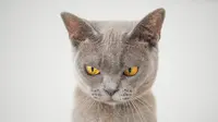 Meski tak bisa berbicara, kucing pun bisa marah. (Foto: Pixabay/Rudy and Peter Skitterians)