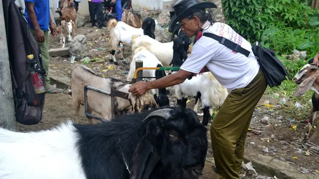 Minarjo, pengelola jasa salon kambing tengah merawat dan membentuk tanduk kambing. (Foto: Liputan6.com/Muhamad Ridlo)