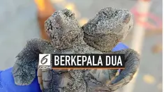 Para pekerja di area konservasi Hilton Head Island, California menemukan bayi penyu berkepala dua baru menetas. Hewan tersebut dilepaskan ke lautan.