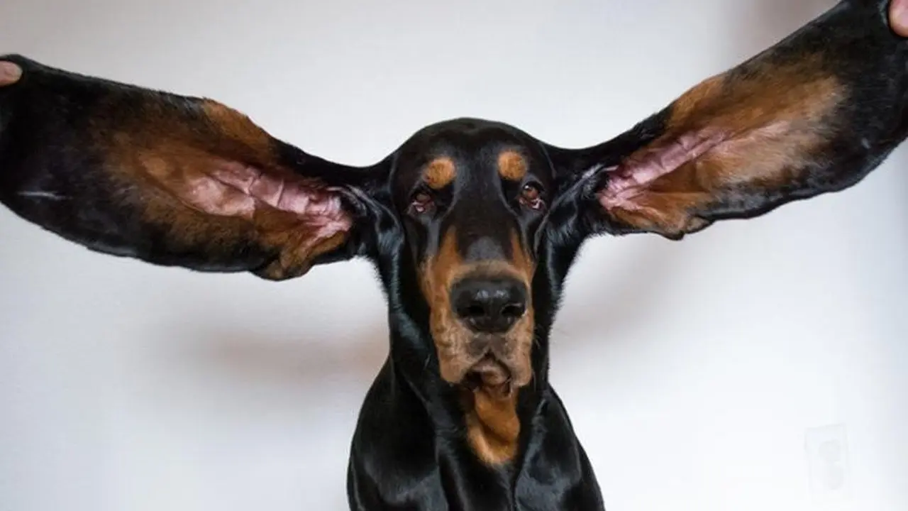 Anjing Coonhound yang pecahkan Rekor Dunia Guinness