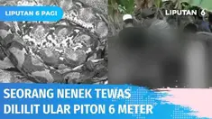 Nenek Indok Batari ditemukan tewas terlilit ular piton sepanjang lebih dari 6 meter. Hal ini diketahui anaknya yang khawatir sang ibu tak kunjung kembali usai pamit ke sungai untuk buang air besar. Ular yang melilit korban pun dibunuh oleh warga seki...