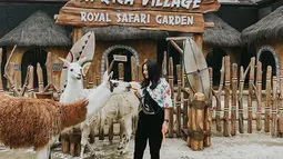 Saat mengunjungi African Village di Royal Safari Garden, Jessica Mila bertemu dengan hewan-hewan lucu seperti llama. Bahkan Jessica berani memberi makan llama dengan sayuran wortel. (Liputan6.com/IG/@jscmila)