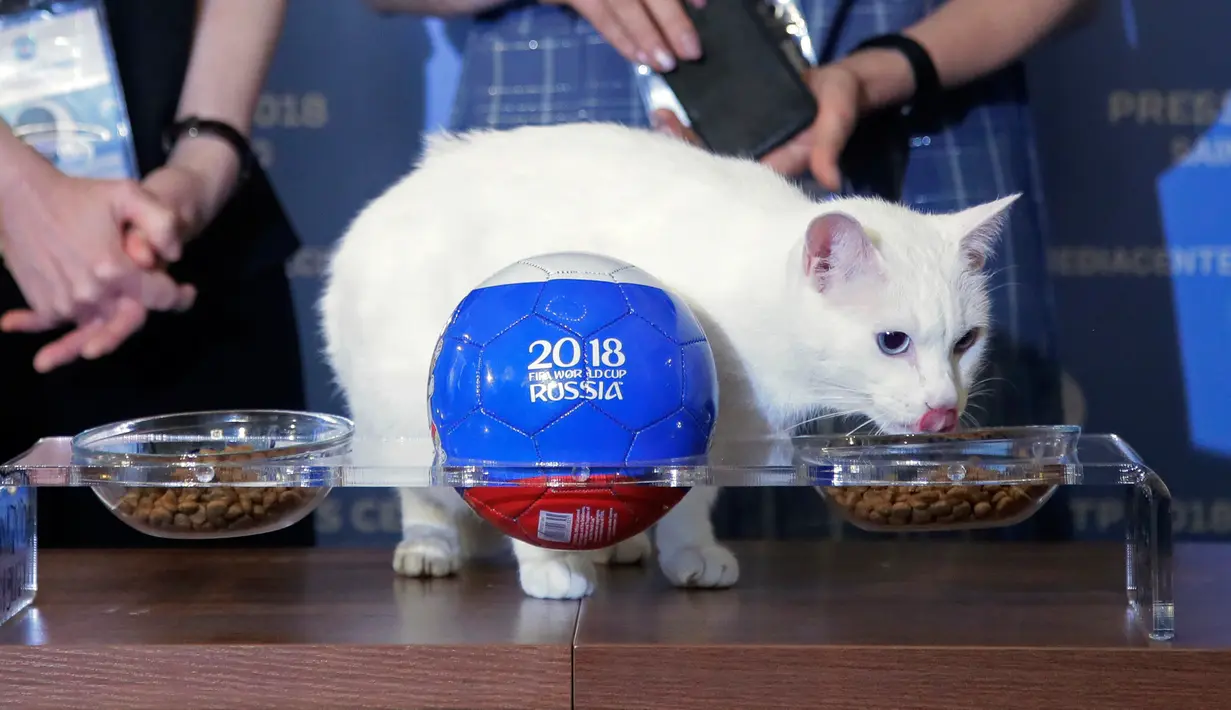 Aksi kucing bernama Achilles saat memprediksi hasil pertandingan Rusia dan Arab Saudi di Saint Petersburg, Rusia, Rabu (13/6). (AP Photo/Dmitri Lovetsky)