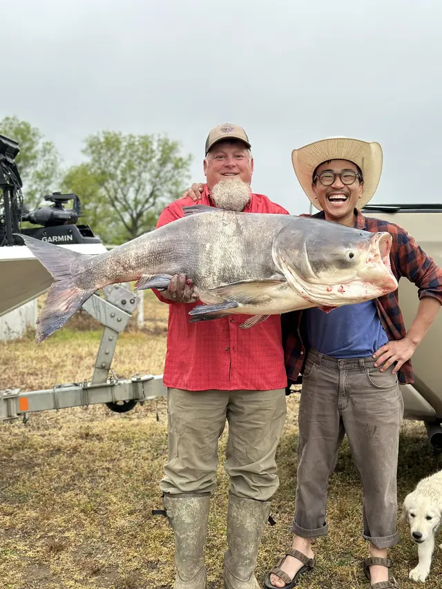 Ikan raksasa, big head carp