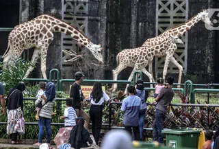 Wisatawan saat mengamati jerapah di Taman Margasatwa Ragunan, Jakarta, Jumat (14/5/2021). Pemprov DKI Jakarta pada libur Lebaran 2021 membuka sejumlah tempat wisata, salah satunya Taman Margasatwa Ragunan. (merdeka.com/Iqbal S. Nugroho)